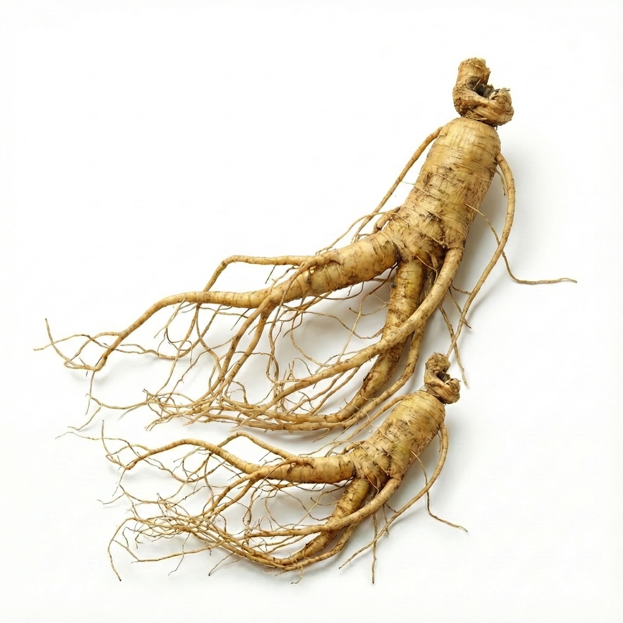 Ginseng