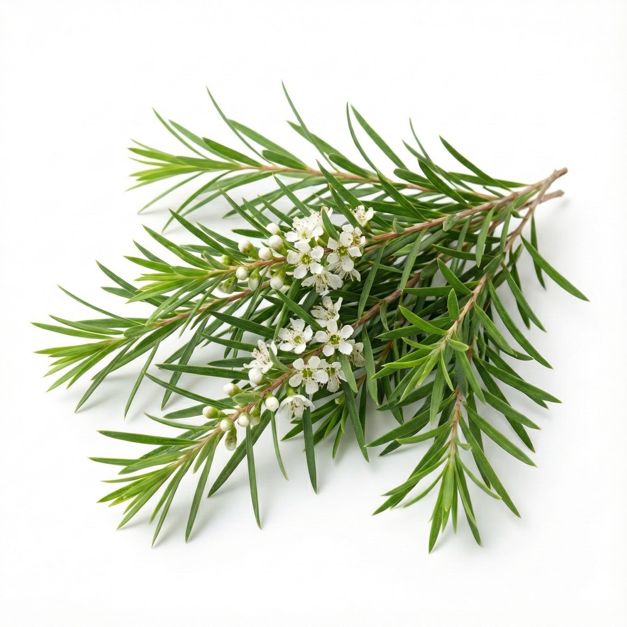 Tea Tree