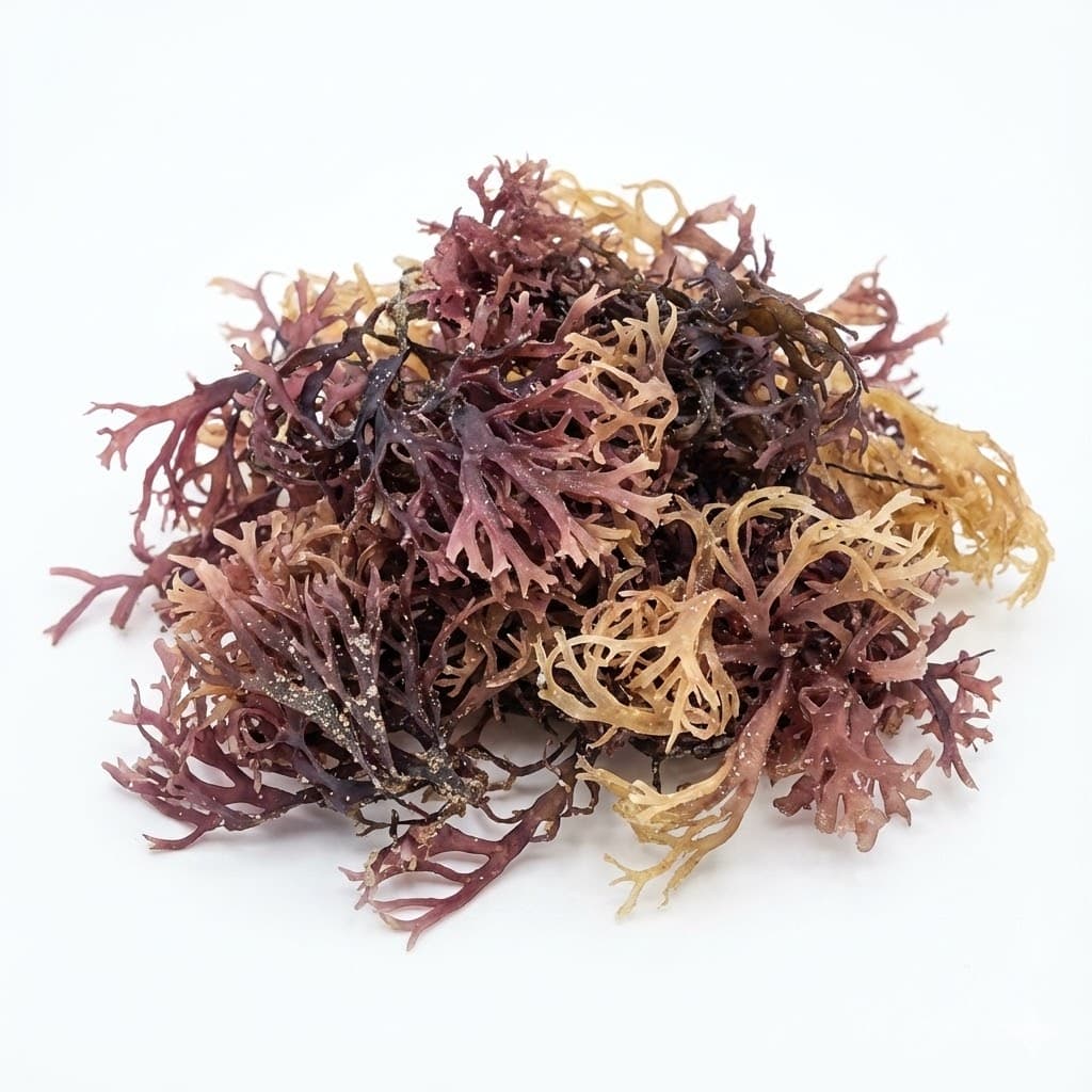 Sea Moss