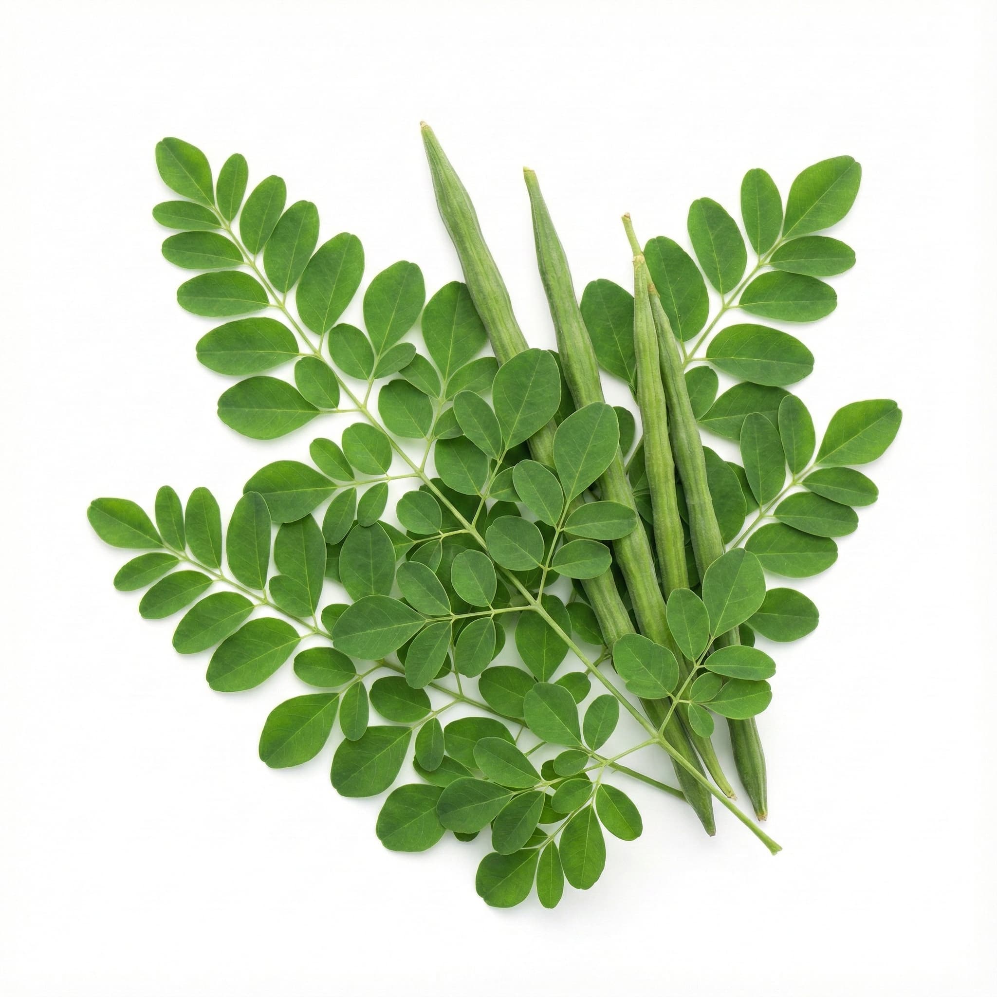 Moringa